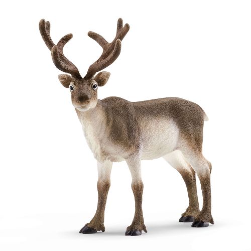 Wild Life - Reindeer